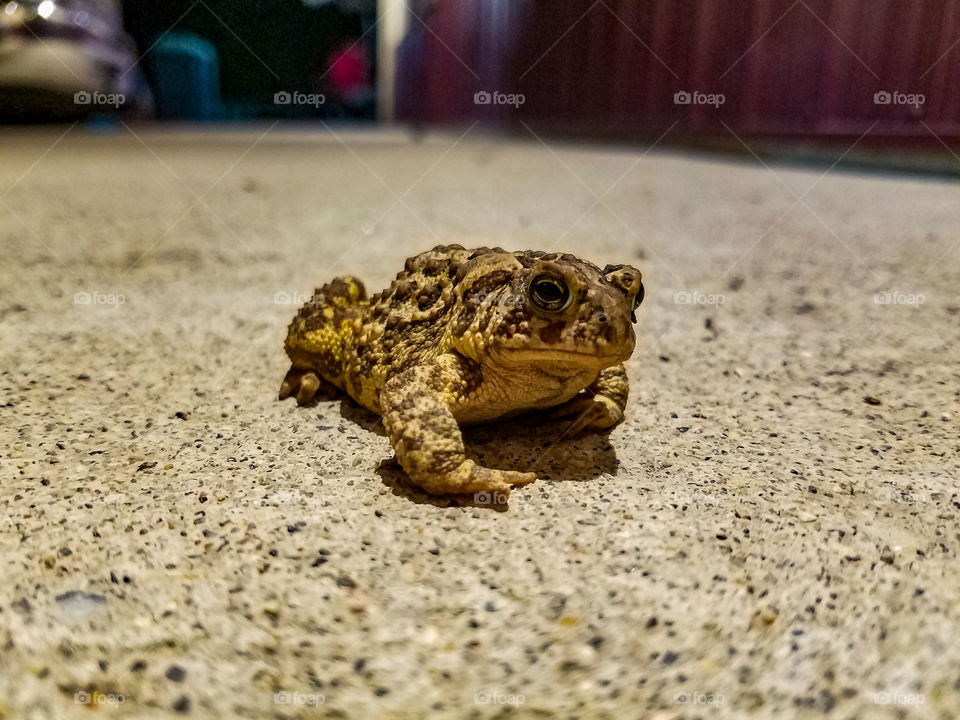 Exploring Toad