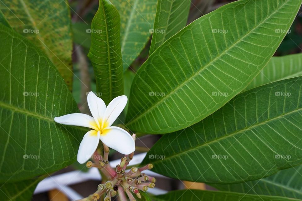 Frangipani