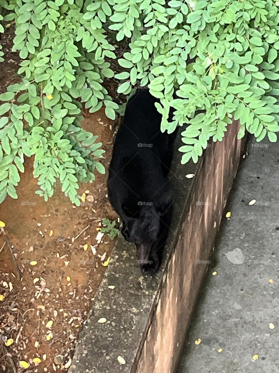 Wild Black Bear