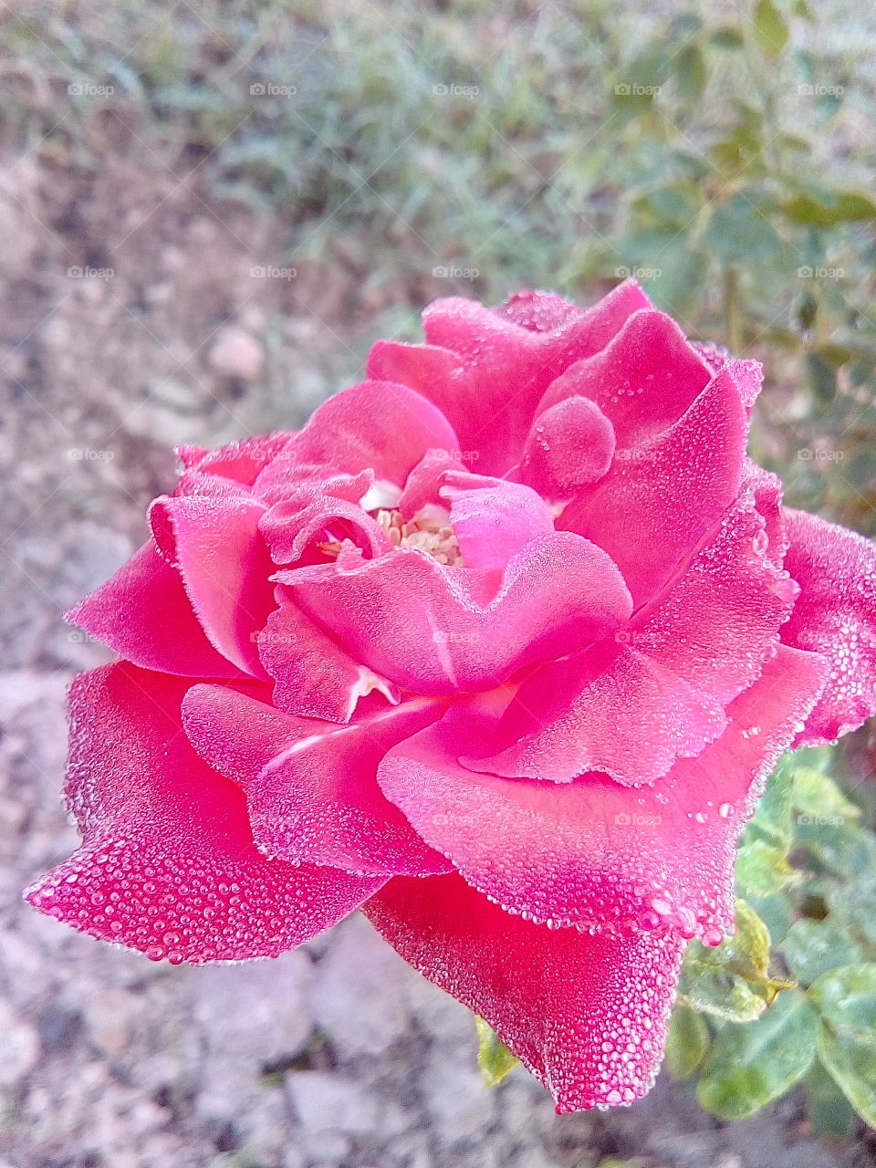 Rose flowers