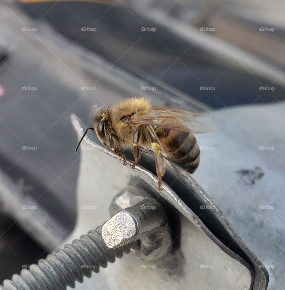close up of a bee, bee landing, bee chillin