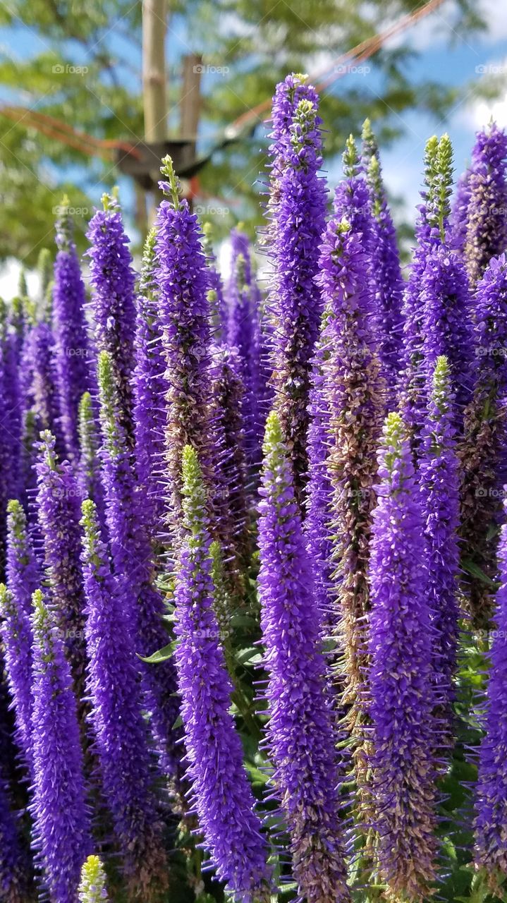 Cool purple flowers