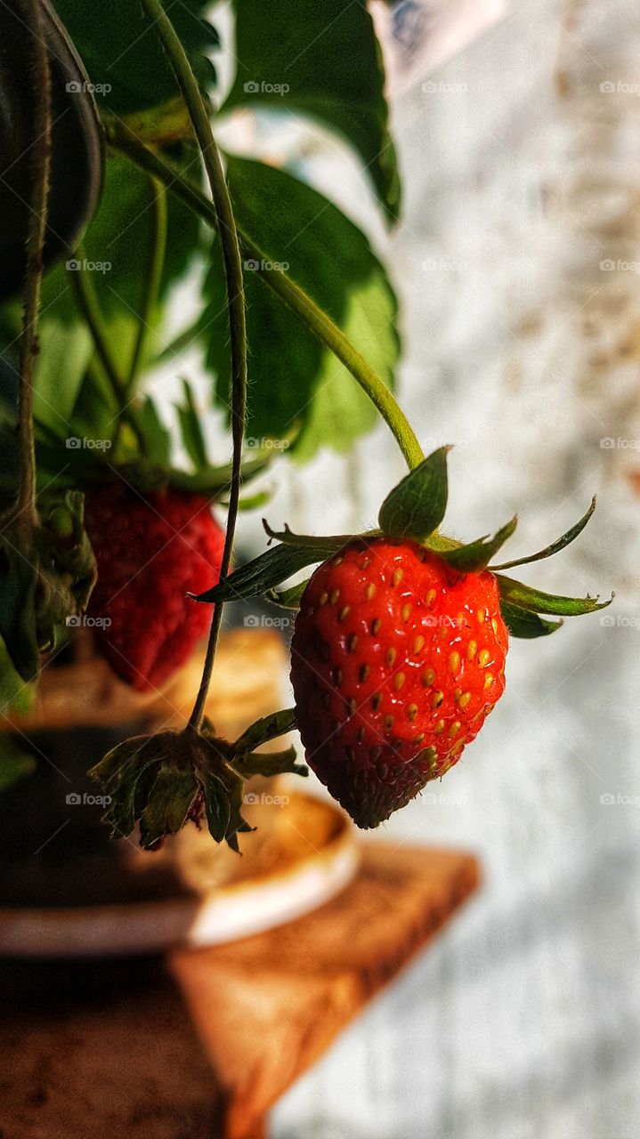 Strawberry
