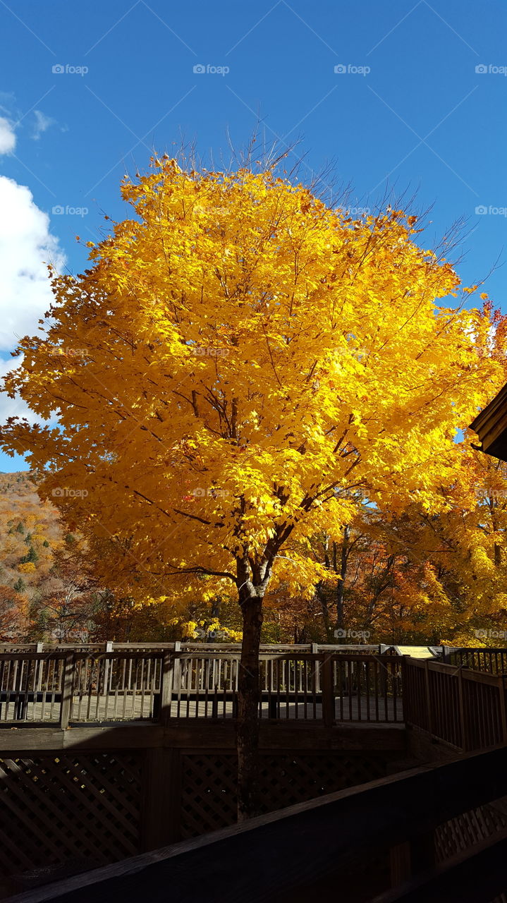 Beautiful fall tree