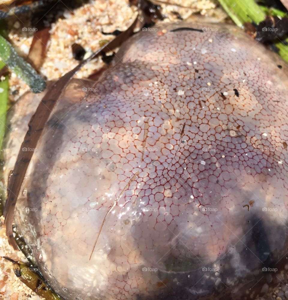 Closeup jelly fish on shore 