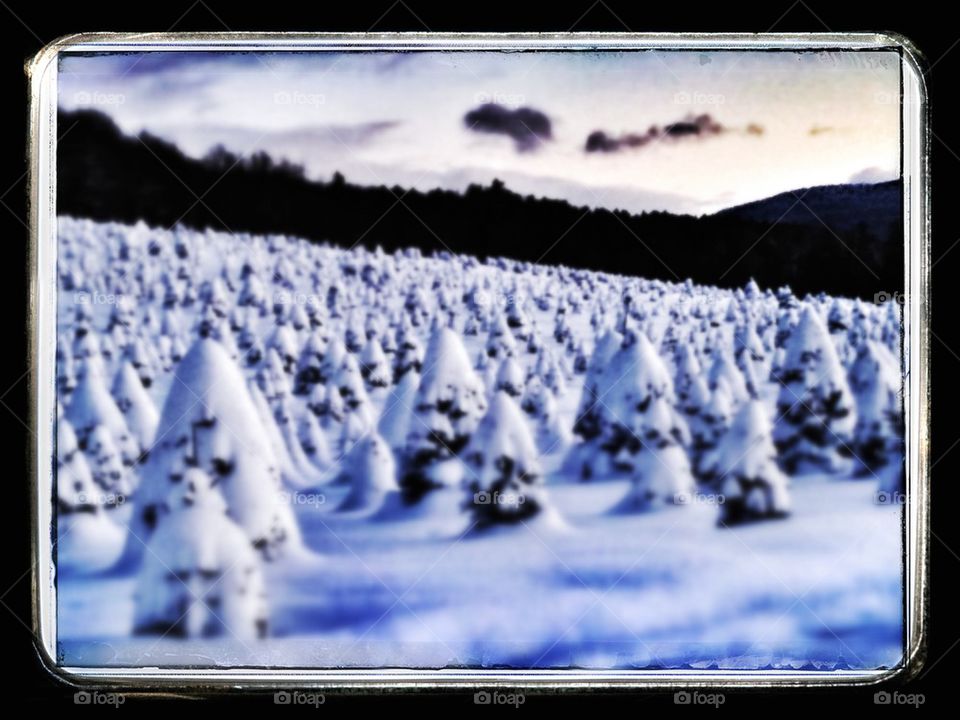 Christmas tree farm