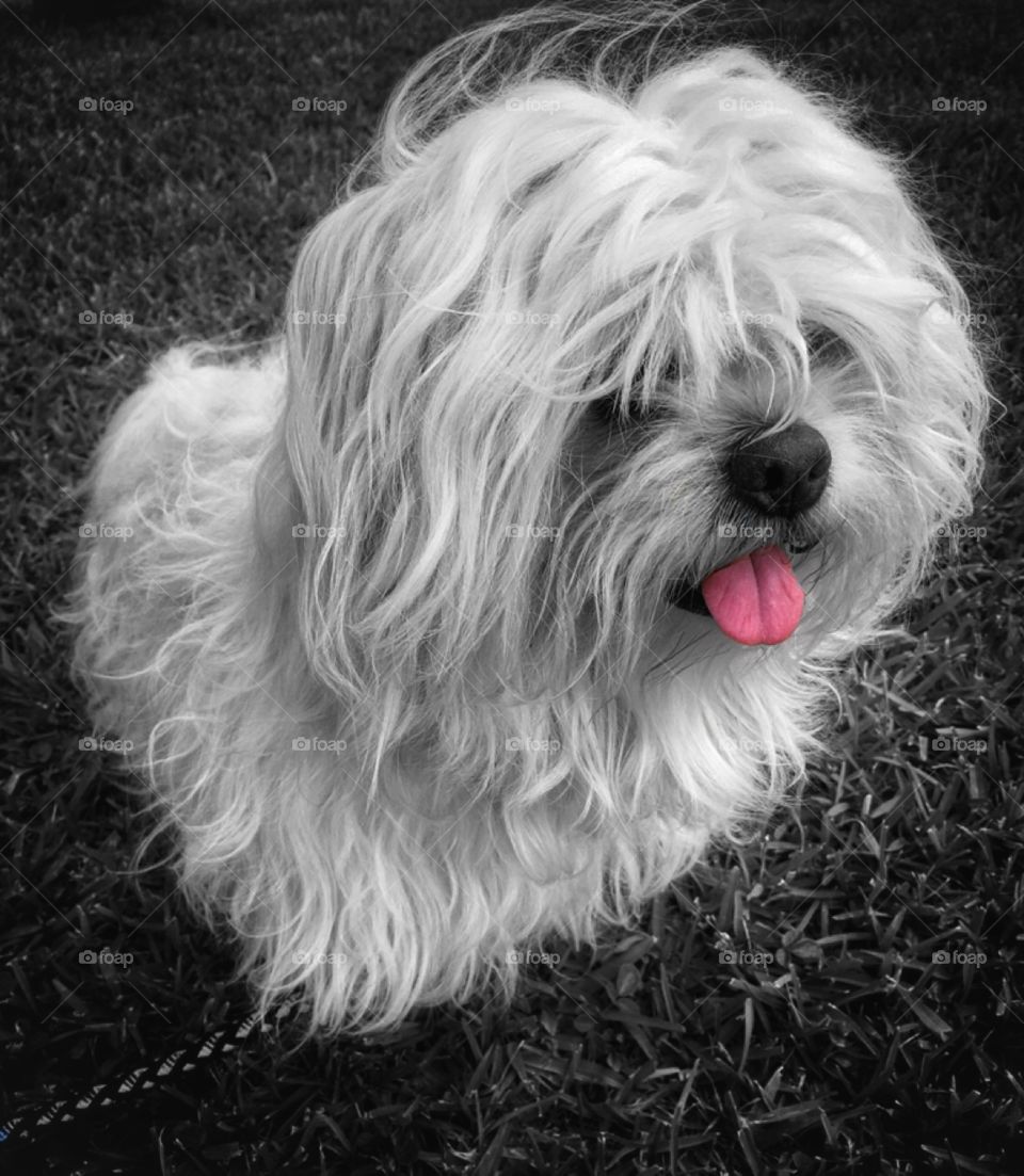 Bear sitting down on the grass