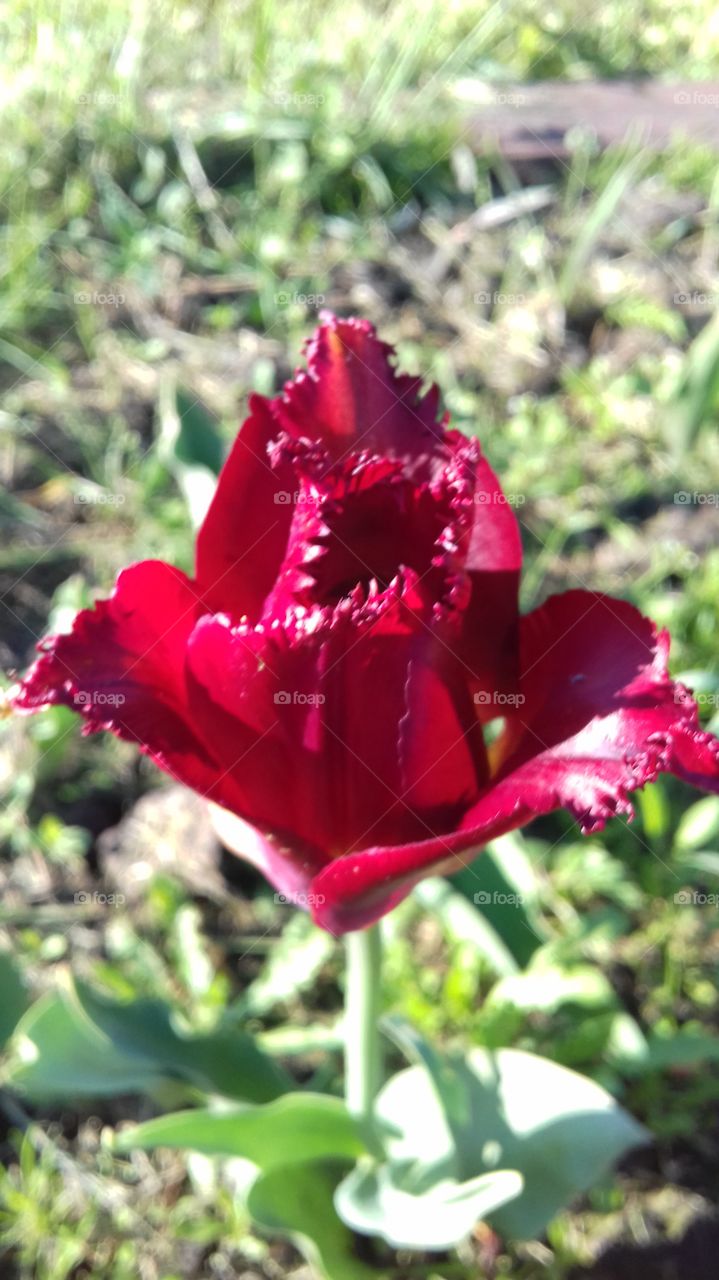 tulip
