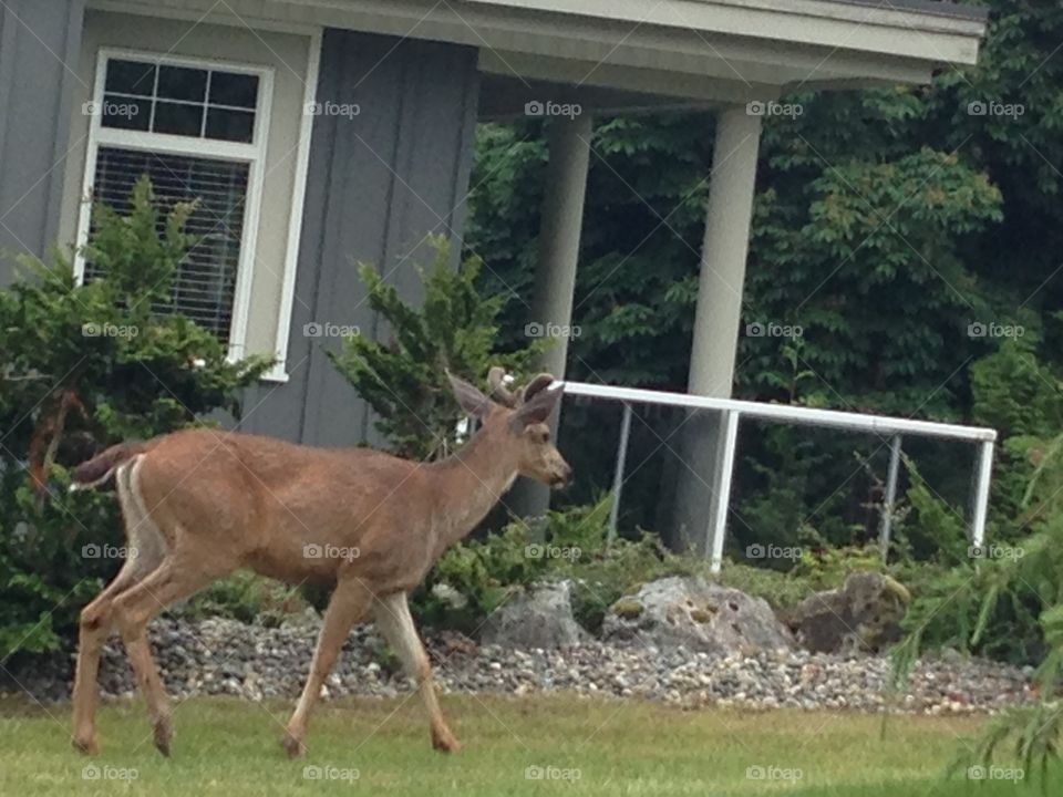 Deer in the burbs. Deer in the burbs