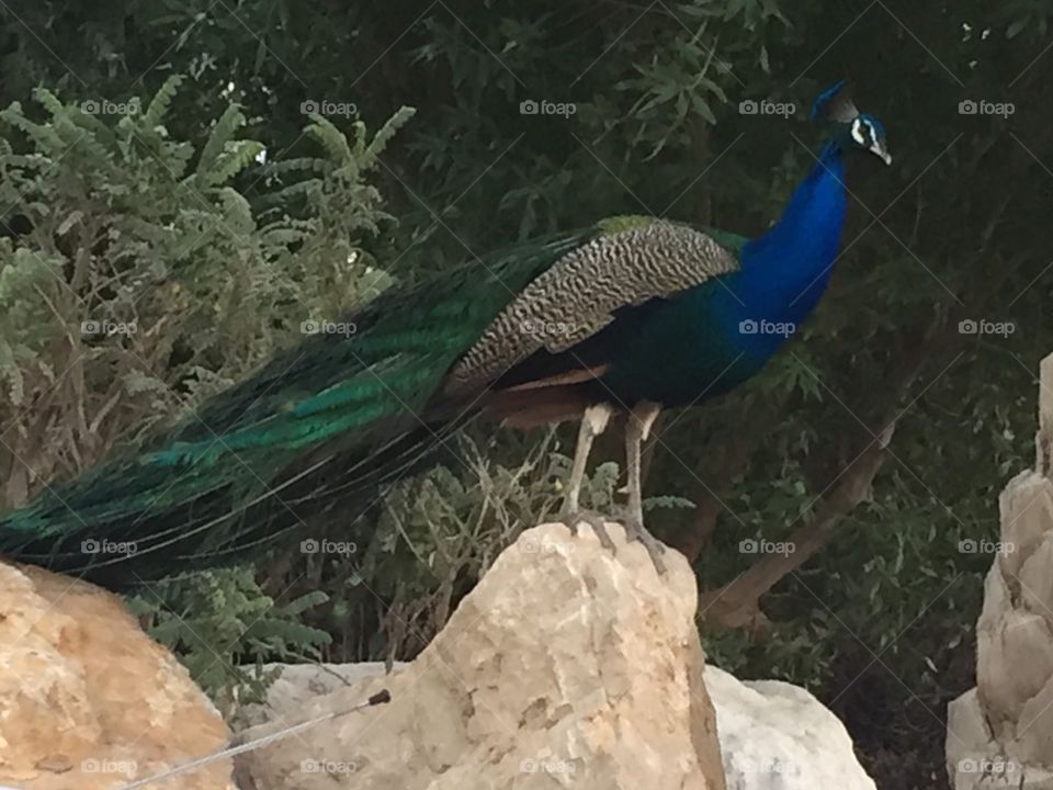 Peacock 