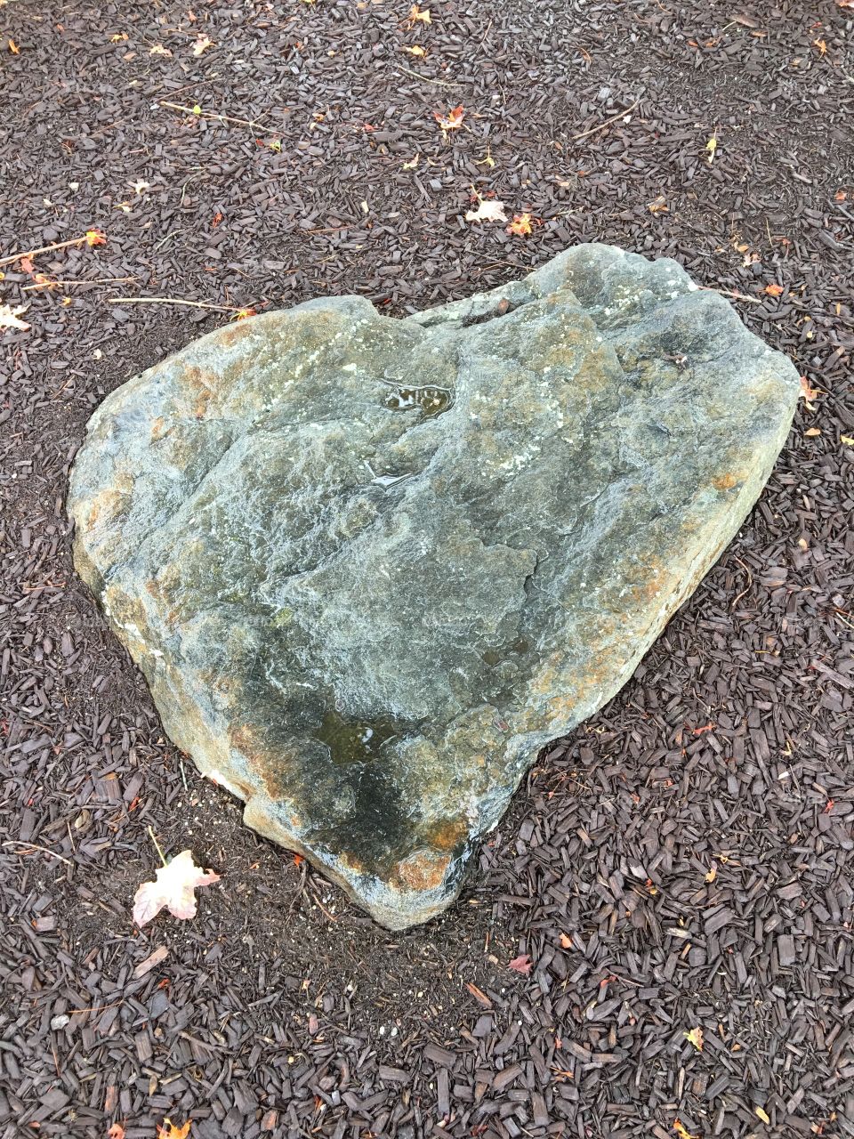 High angle view of rock
