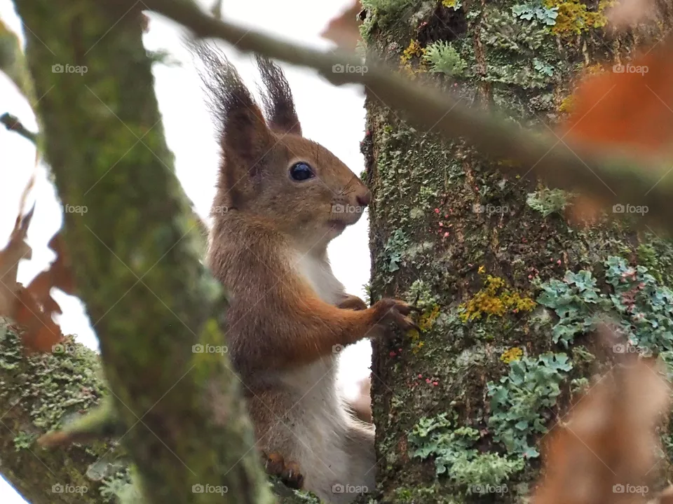 Squirrel