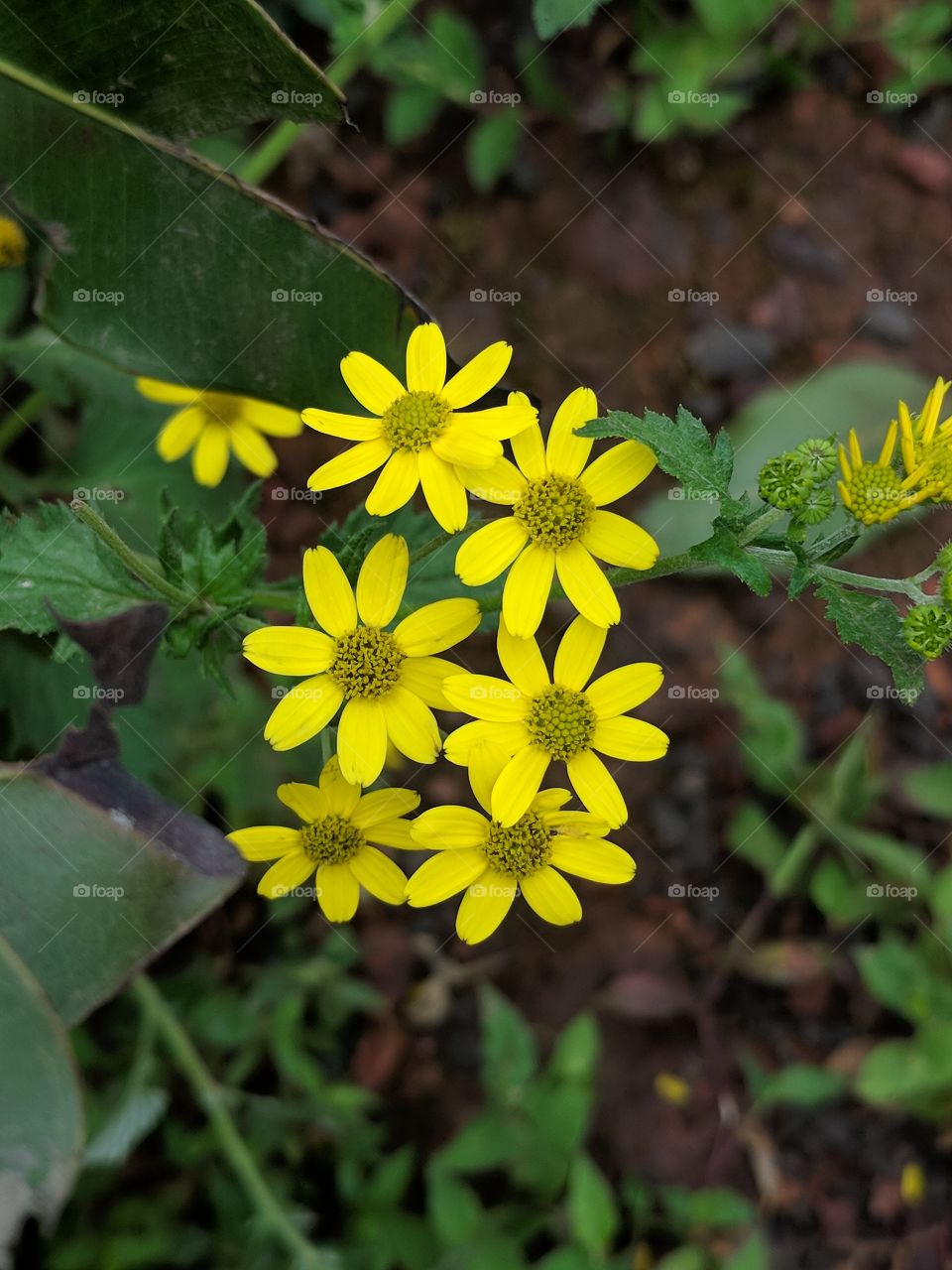 yellow flower bunch