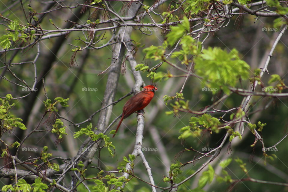 Bright red cardinal high in tree 