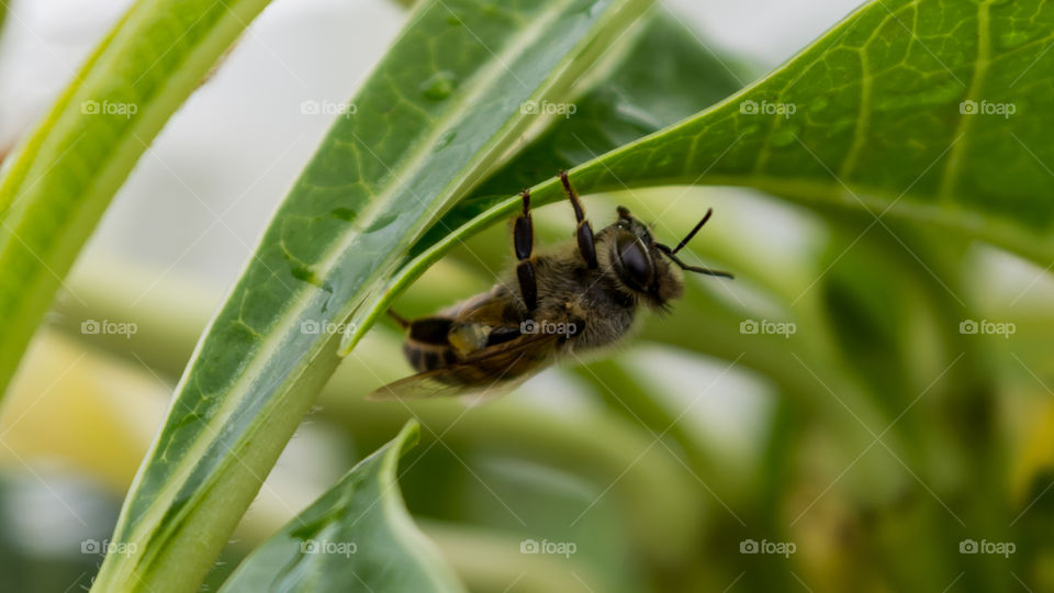Bee resting under a leaf a rainy  day
