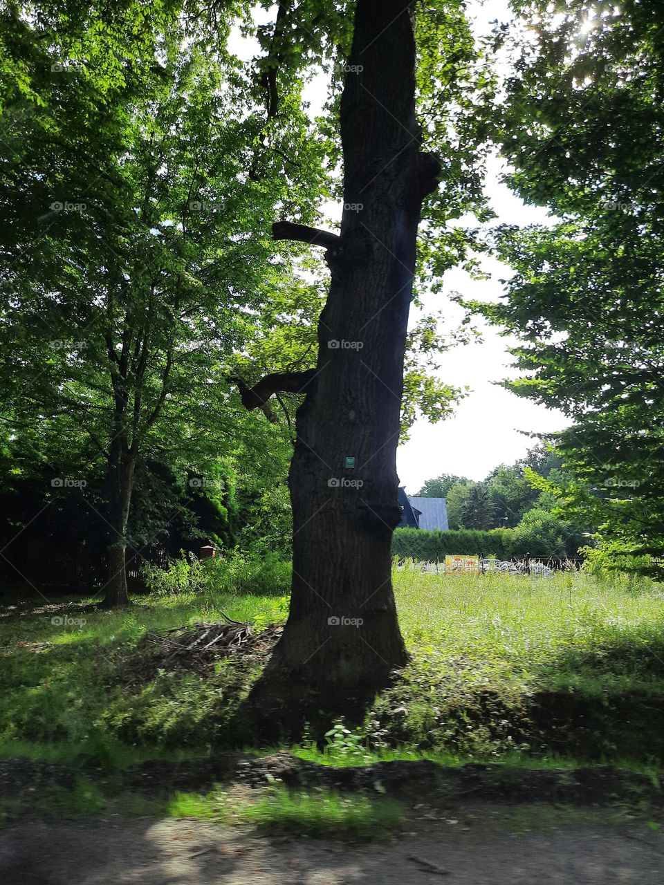 big tree in the clearing on sunny day