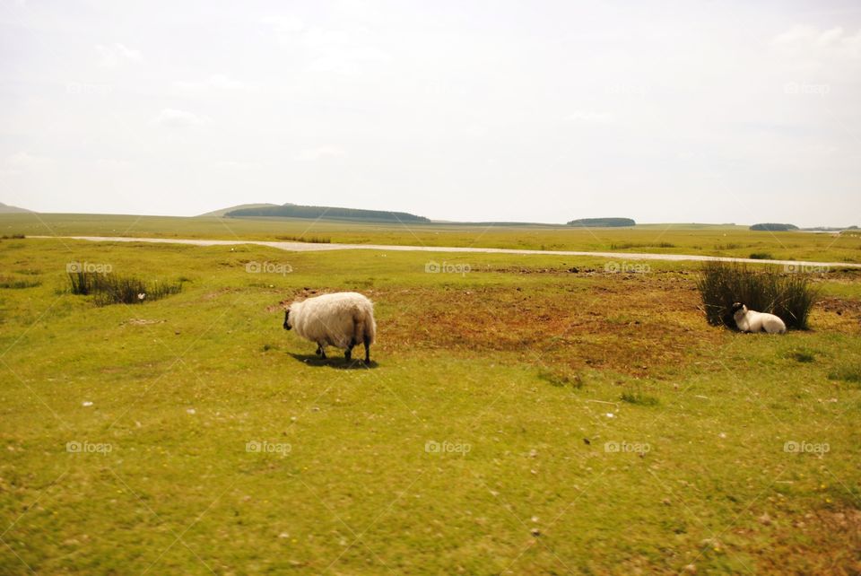 Sheep And Field