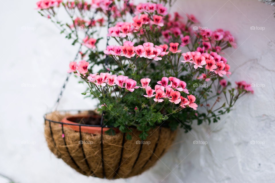 english geranium flowers. english geranium flowers hanging