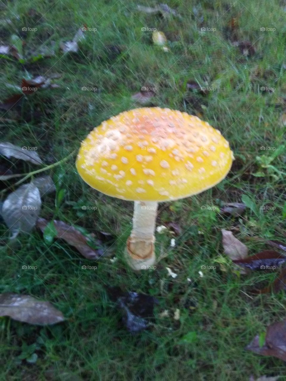 amanita mushroom, nature, outdoors yellow