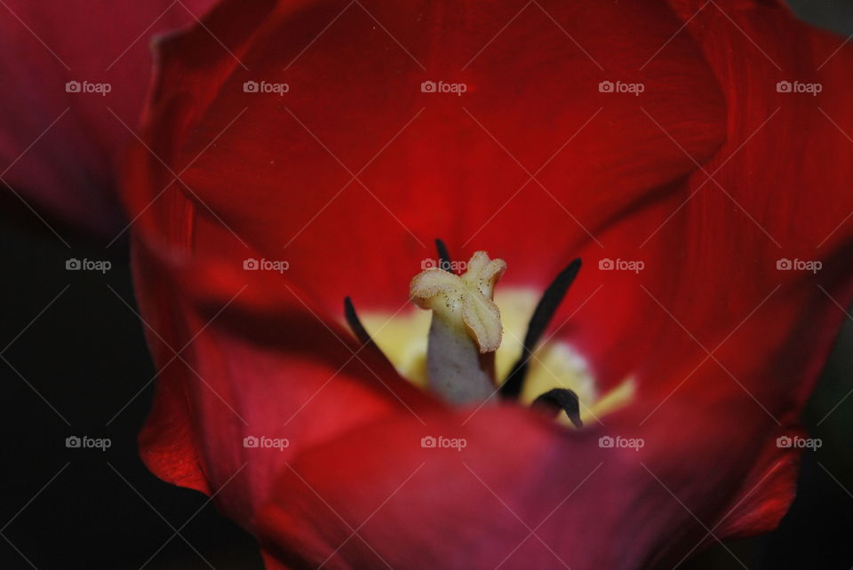 Inside of a Tulip