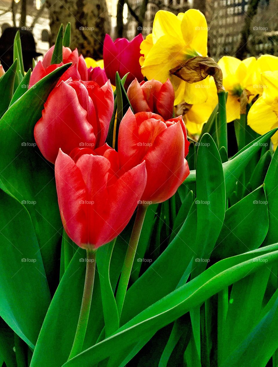Spring Time Tulips, New York City 