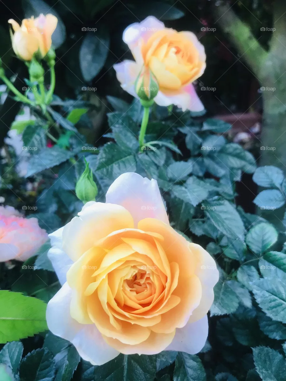 Colour yellow 