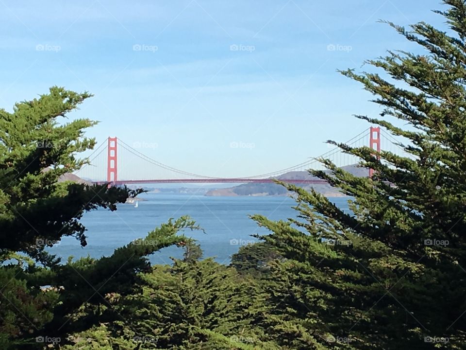 Golden Gate Bridge through the trees 