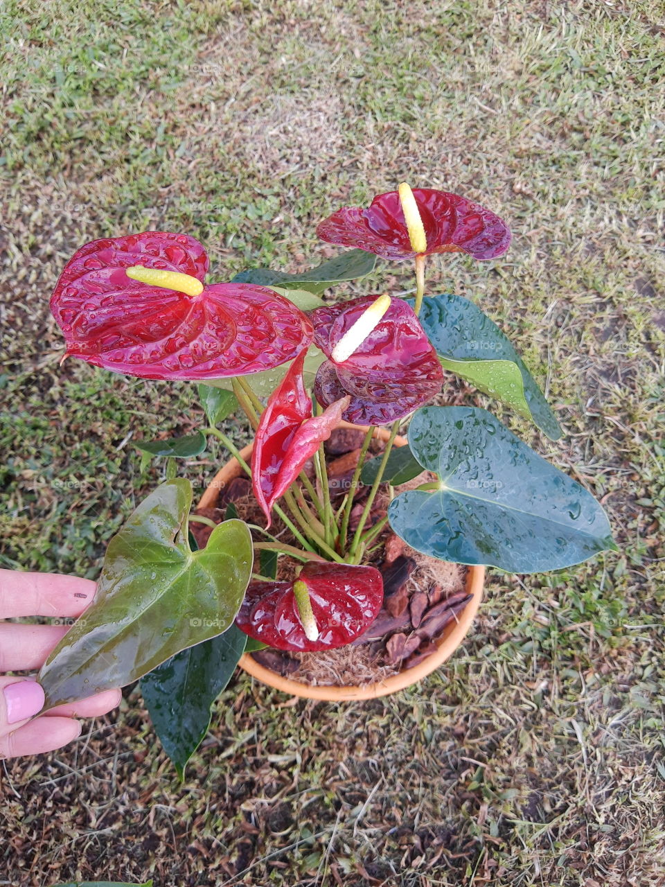 red anthurium