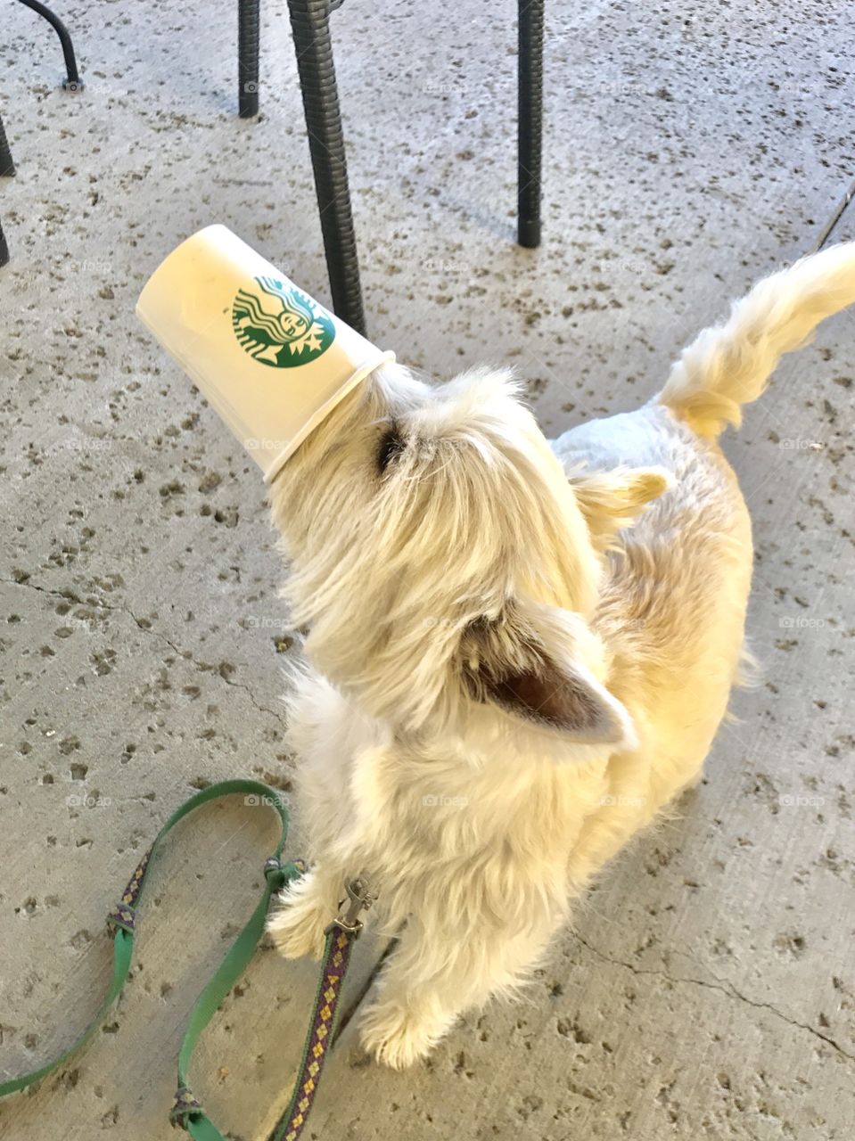 Puppacino consumption.... on my own!!!