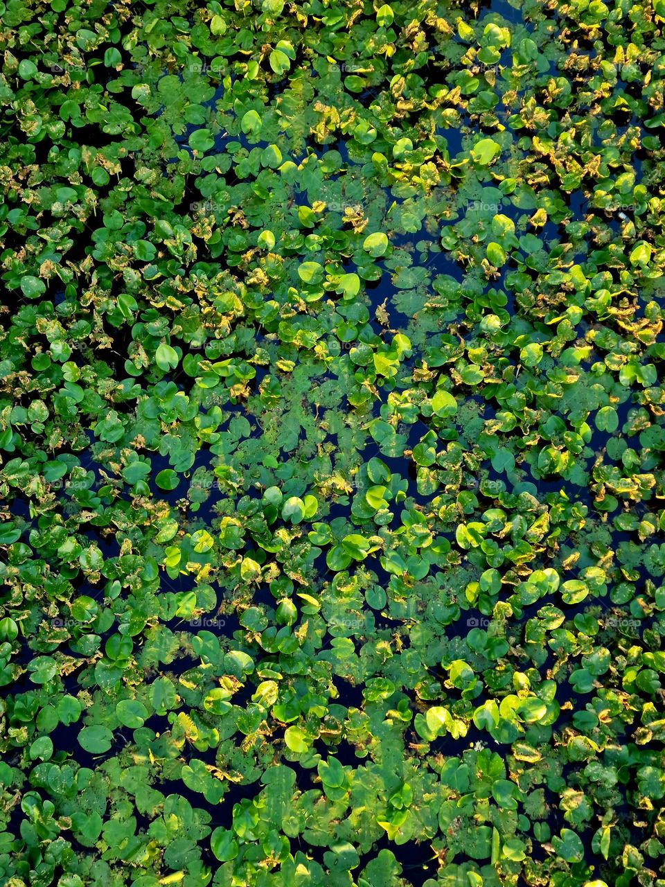 waterlilies