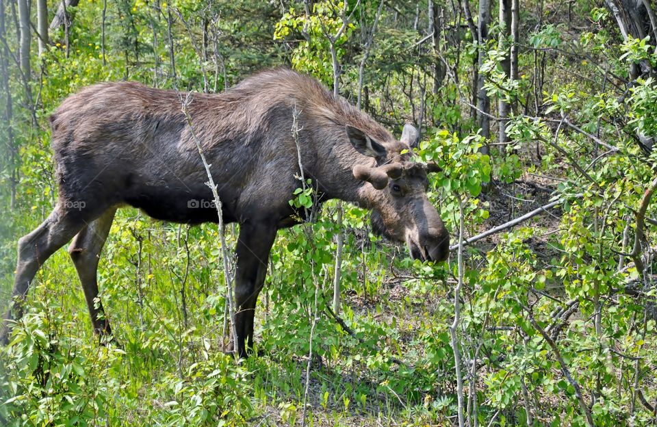 Moose roaming around the forest having a bite to eat