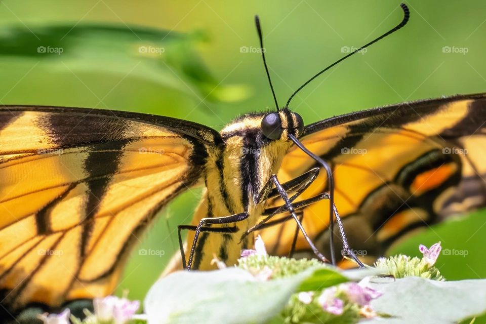 An Eastern Tiger Swallowtail partakes the sweetness. North Carolina’s state butterfly.