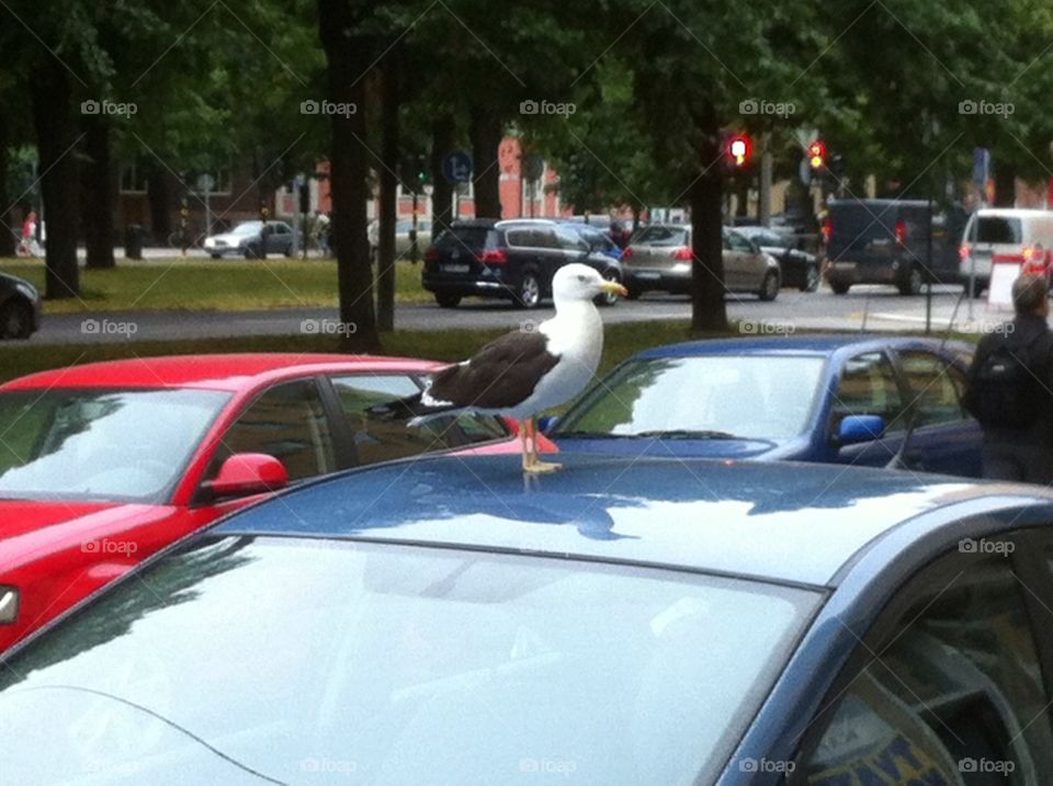 Seagull over a car