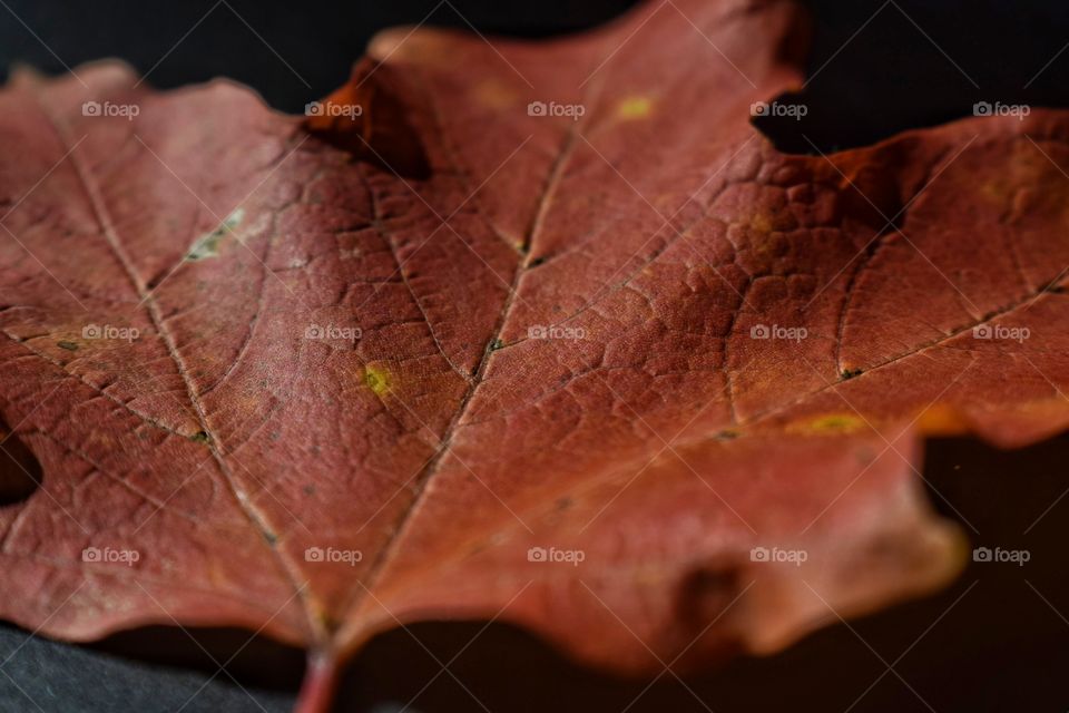 High angle view of dry leaf