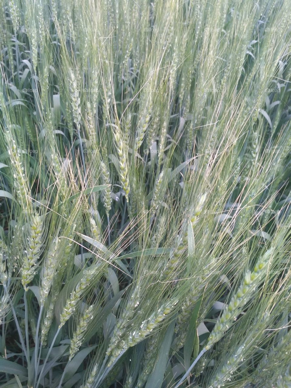 awesome nature of Indian in Gujarat farm of the wheat very usable for Gujarati people and healthy roti make it..
