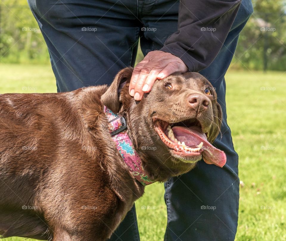 Chocolate Labrador getting petted by owner
