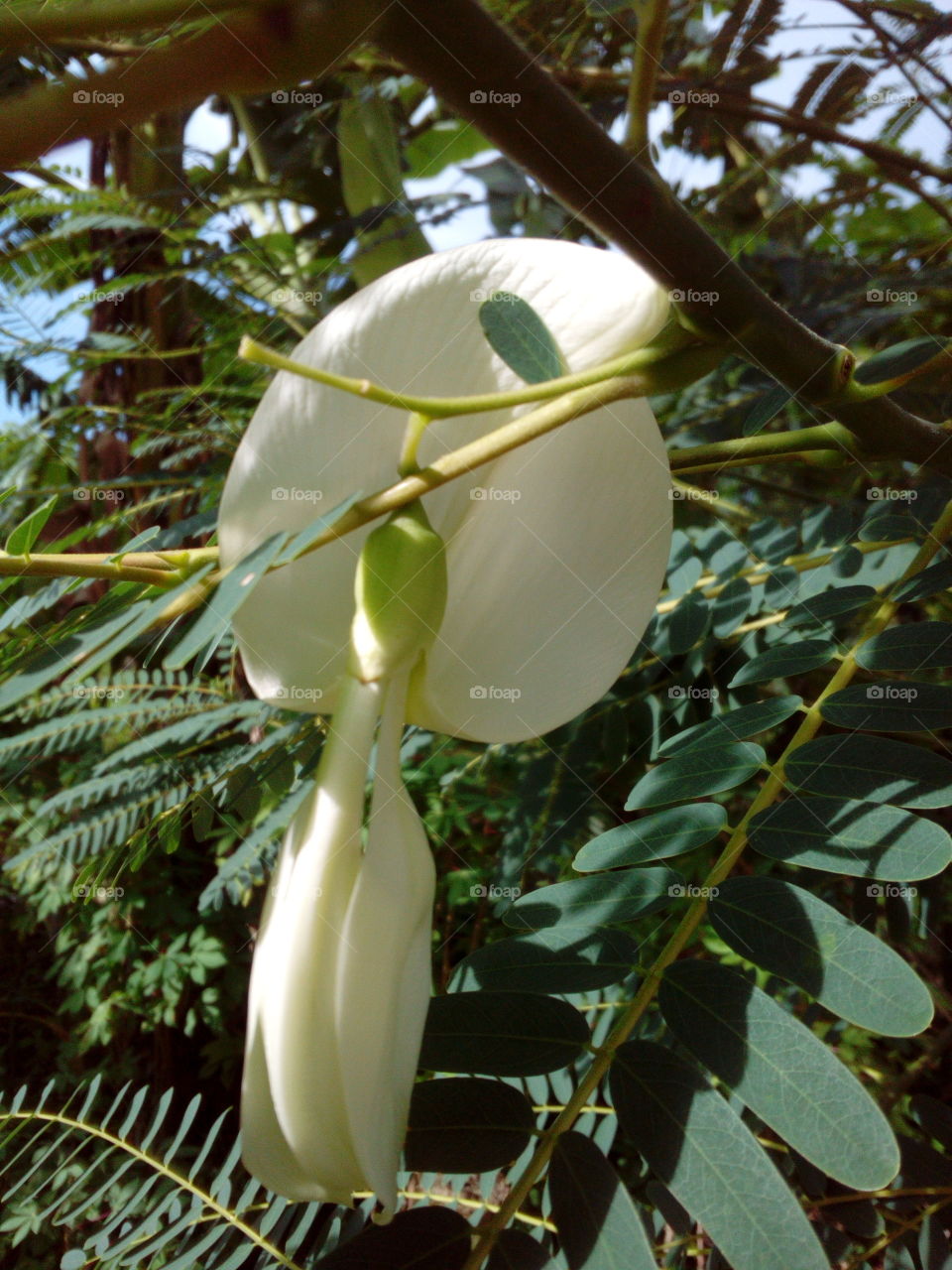 White Flowering Tree
