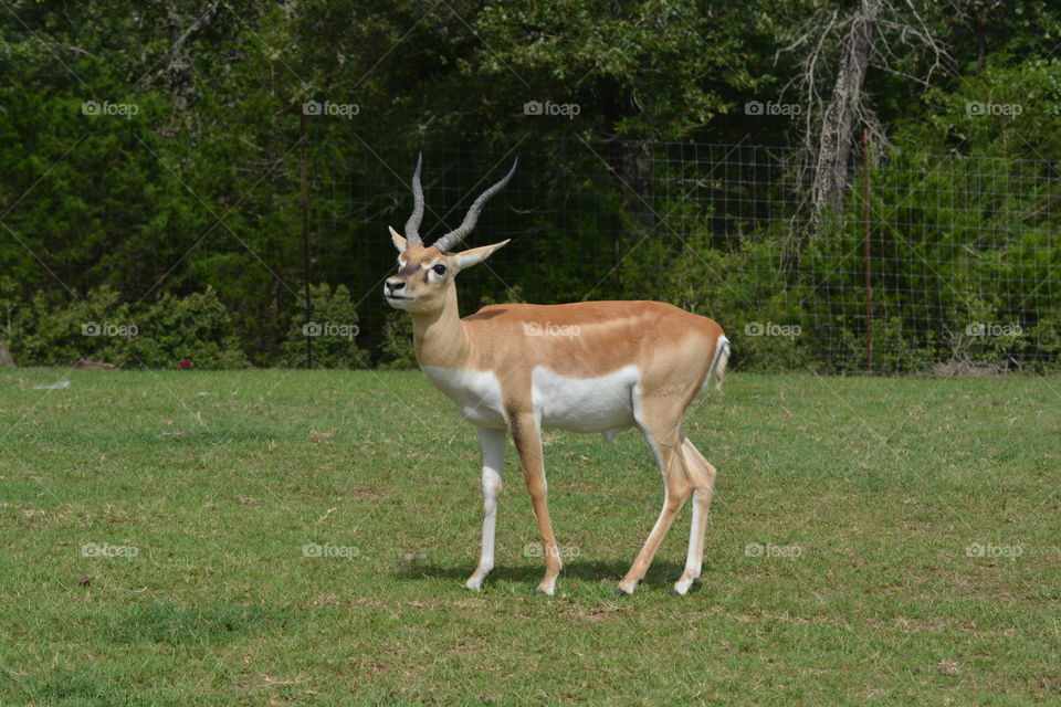 Wild deer antelope in a field 