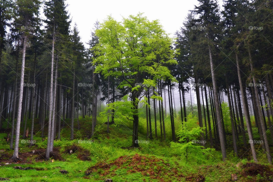 green wood tree trees by bubu