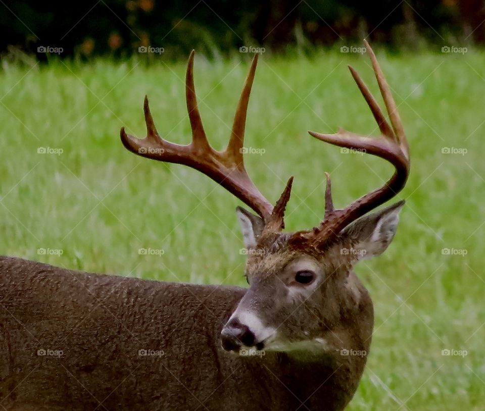 Close up of a buck