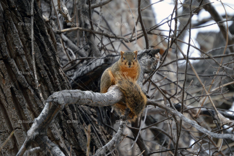 Squirrel in winter tree