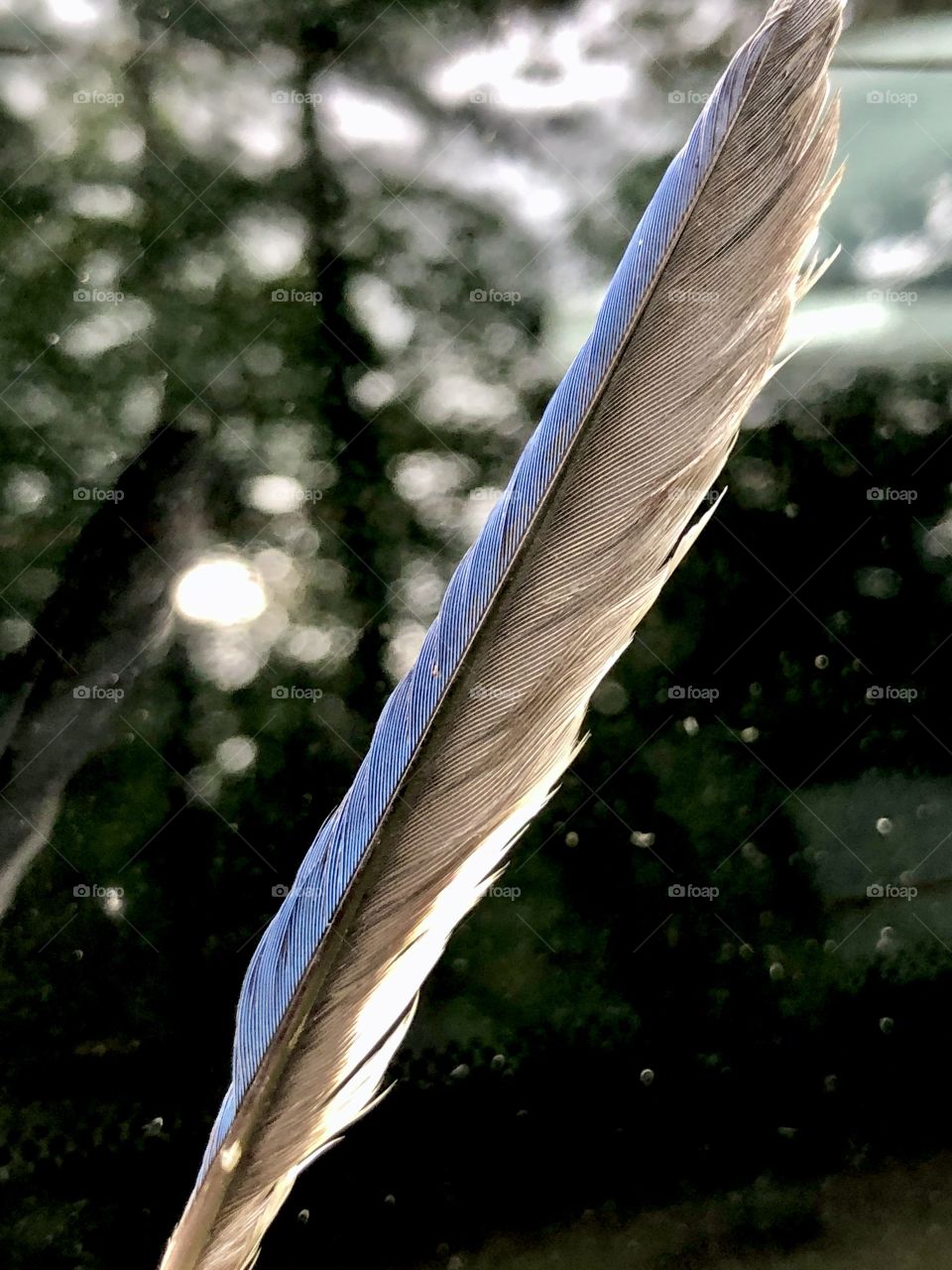 Closeup blue jay wing feather