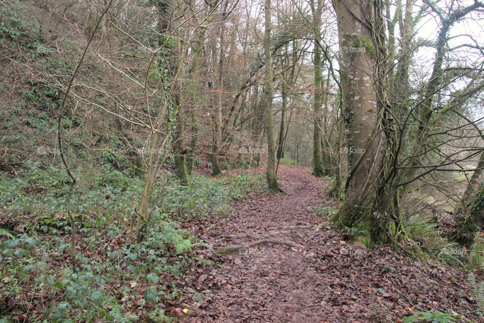 Exmoor forest