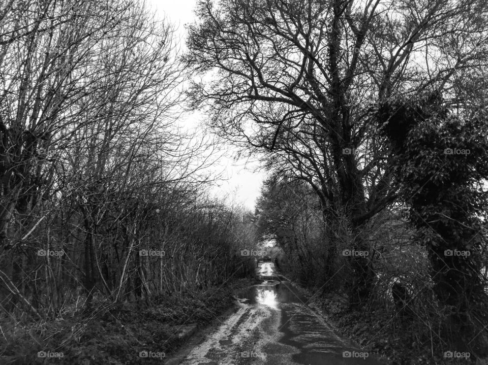 Country Lanes