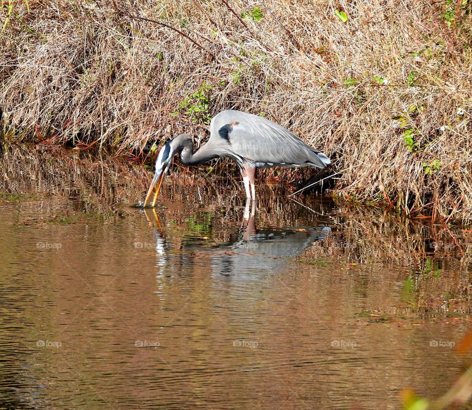 Bill Stab - predation used by herons is pretty well known: they stand still in shallow water, wait for fish to come within range, and then throw the head and neck forward such that they impale prey with the spear-like 