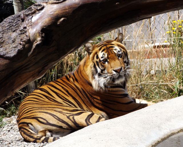 Closeup of tiger