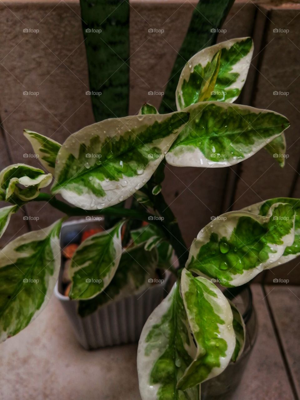 A little bit of rain drops.