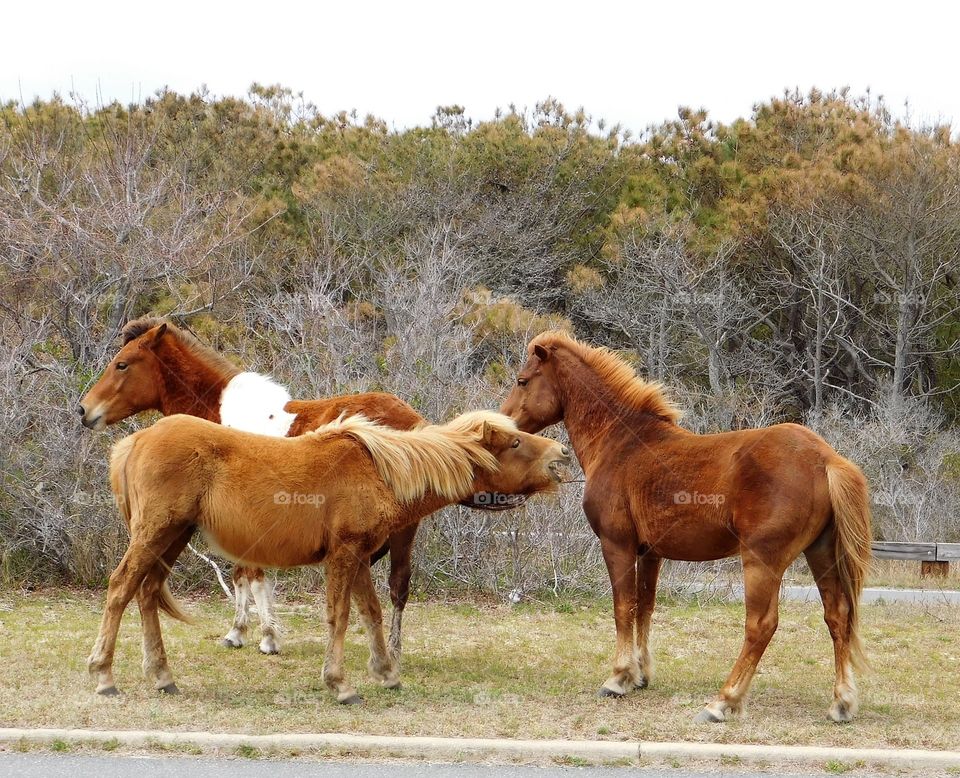 The Confrontation of 2 Wild Stallions in Assategue National Park