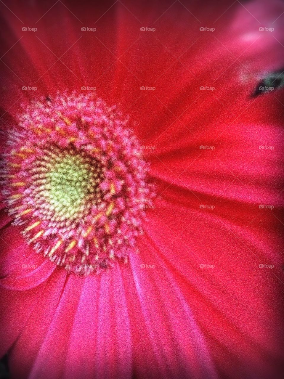 Close-up of a bright pink flower