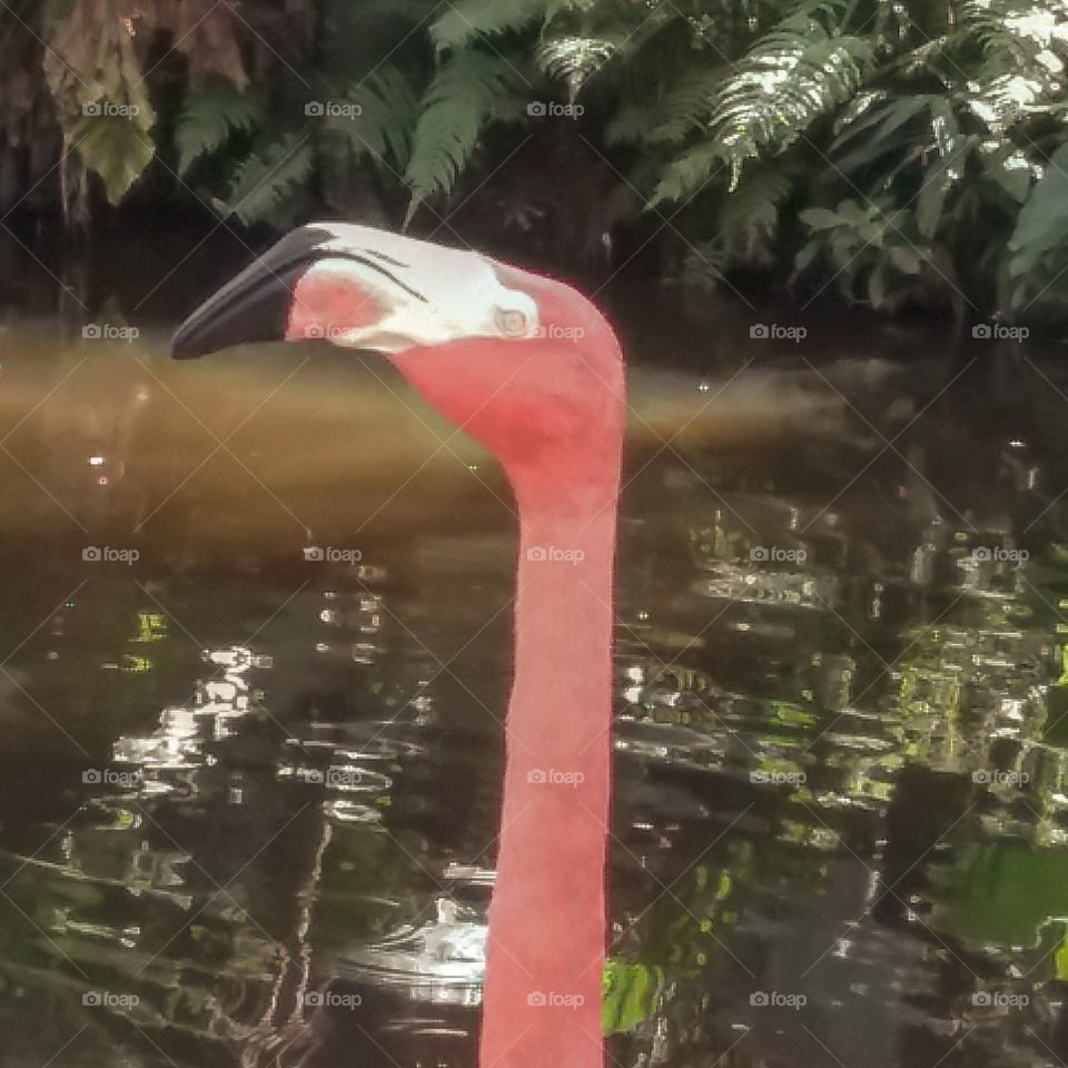 Flamingo Neck and Profile